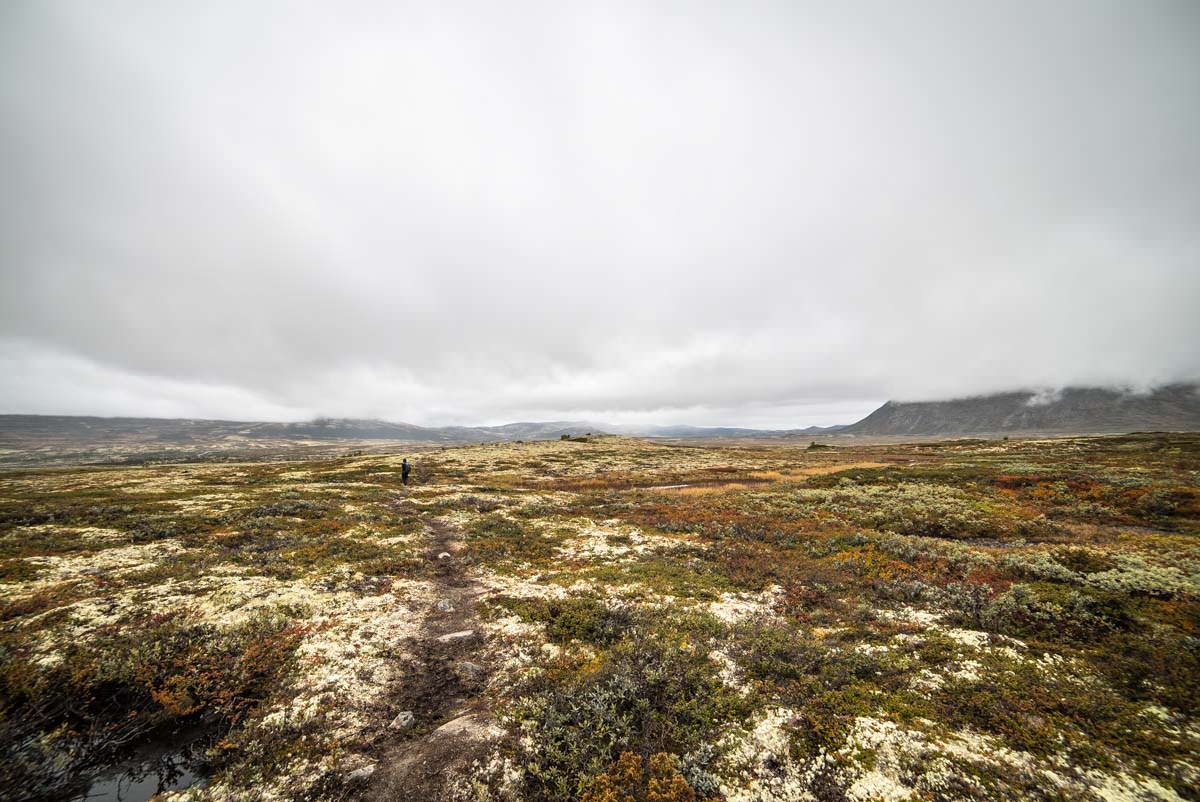 Auf der Suche nach Moschusochsen im Dovrefjell Nationalpark in Norwegen