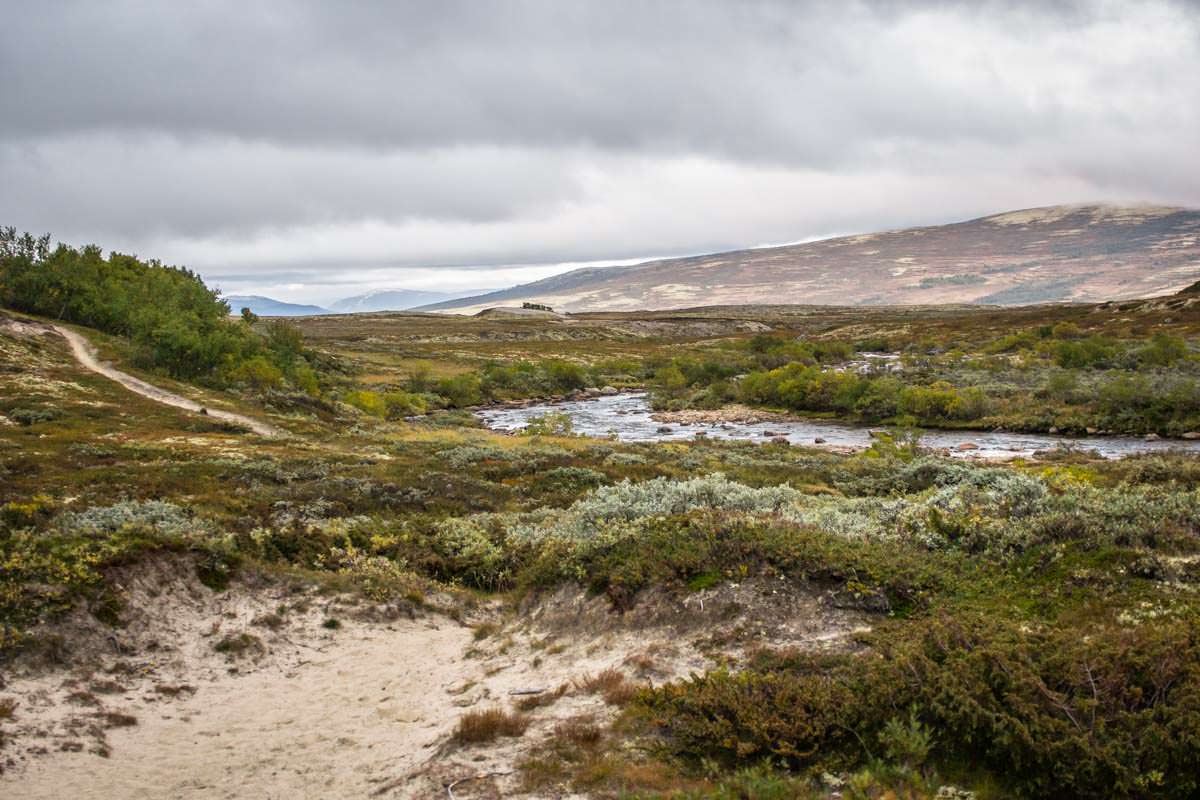 Wandern mit Moschusochsen im Dovrefjell Nationalpark in Norwegen