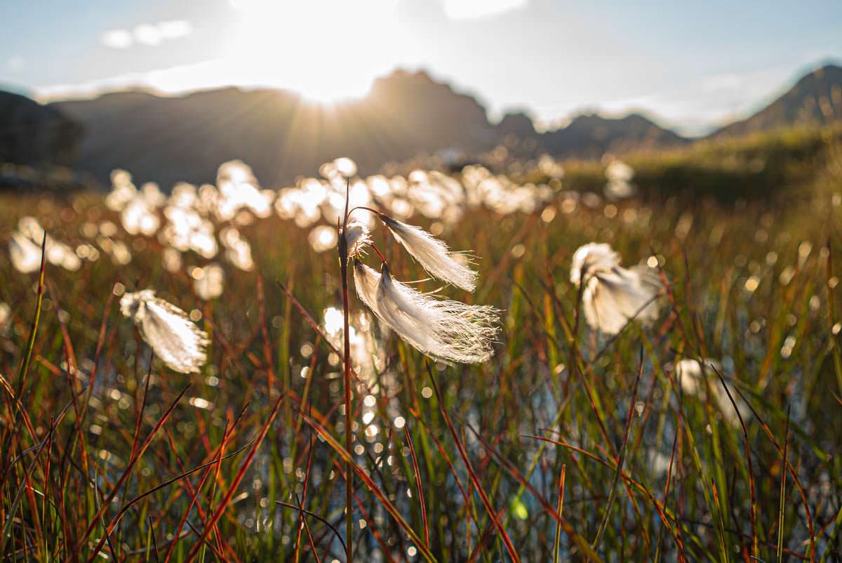 Wollgras auf den Lofoten in Norwegen