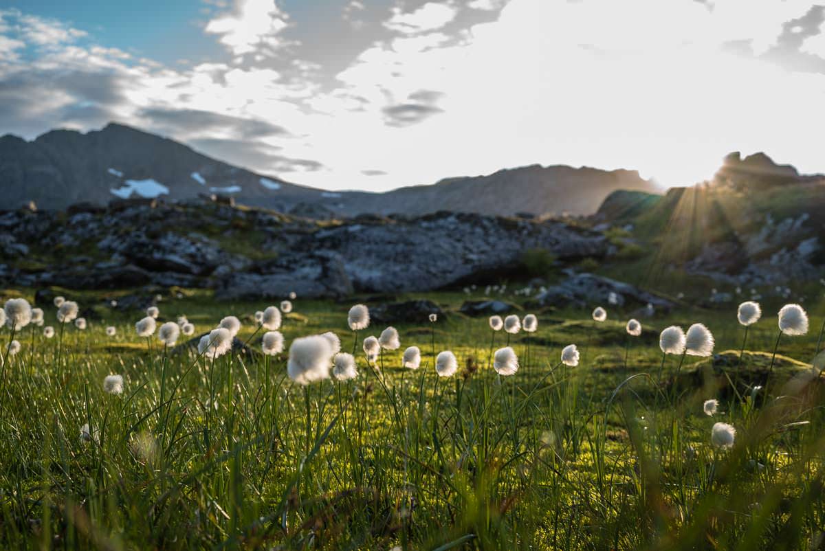 Wollgras in Norwegen