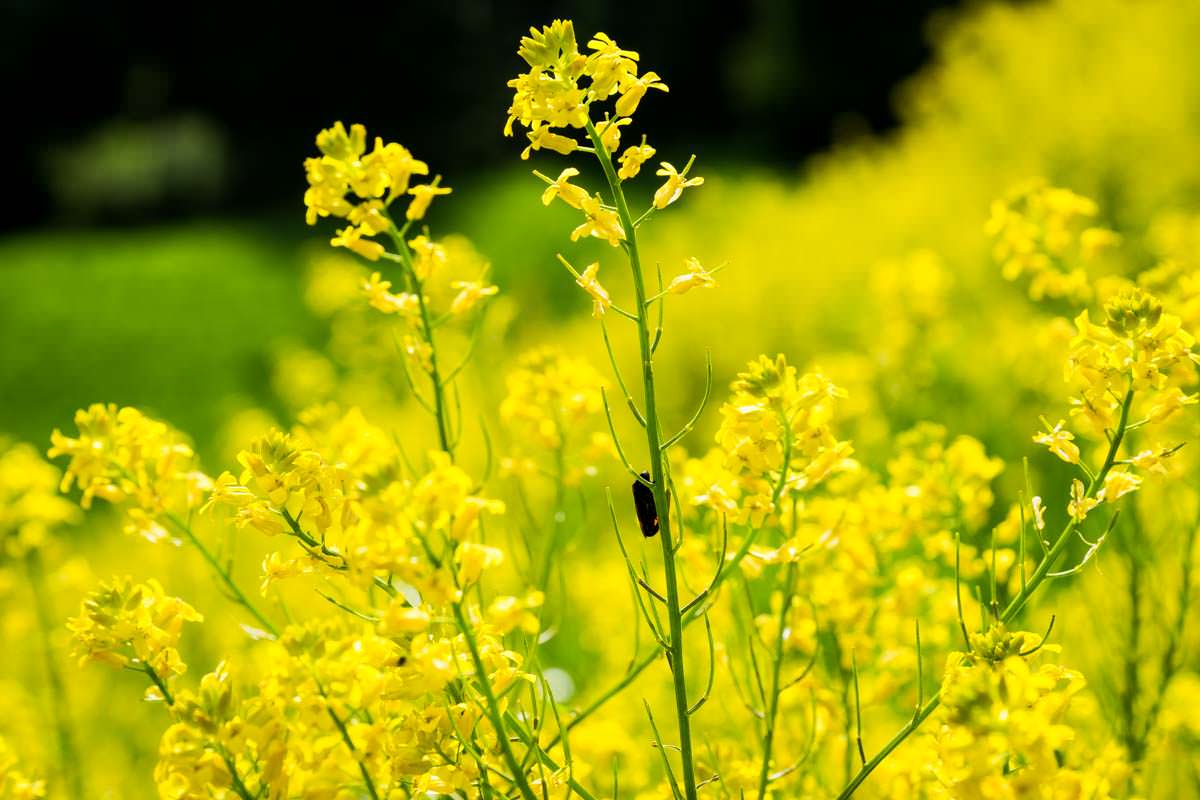 Natur beim Camping: eine Blumenwiese im Nationalpark Triglav