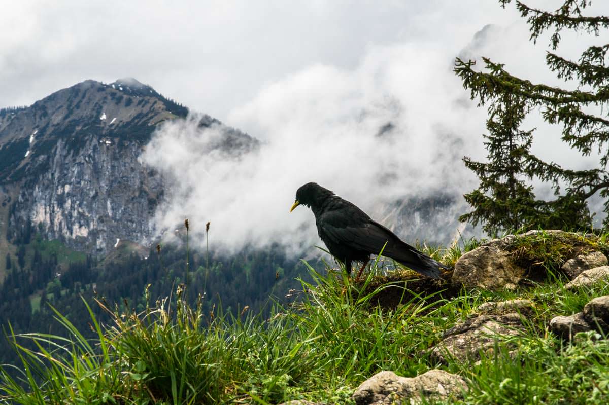 Am Tegelberg sieht man häufig Alpendohlen