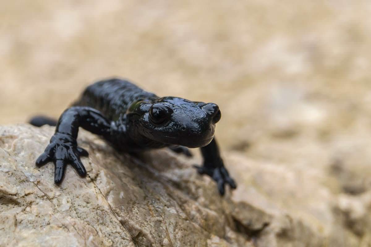 Alpensalamander kommen bei Regen im Allgäu heraus