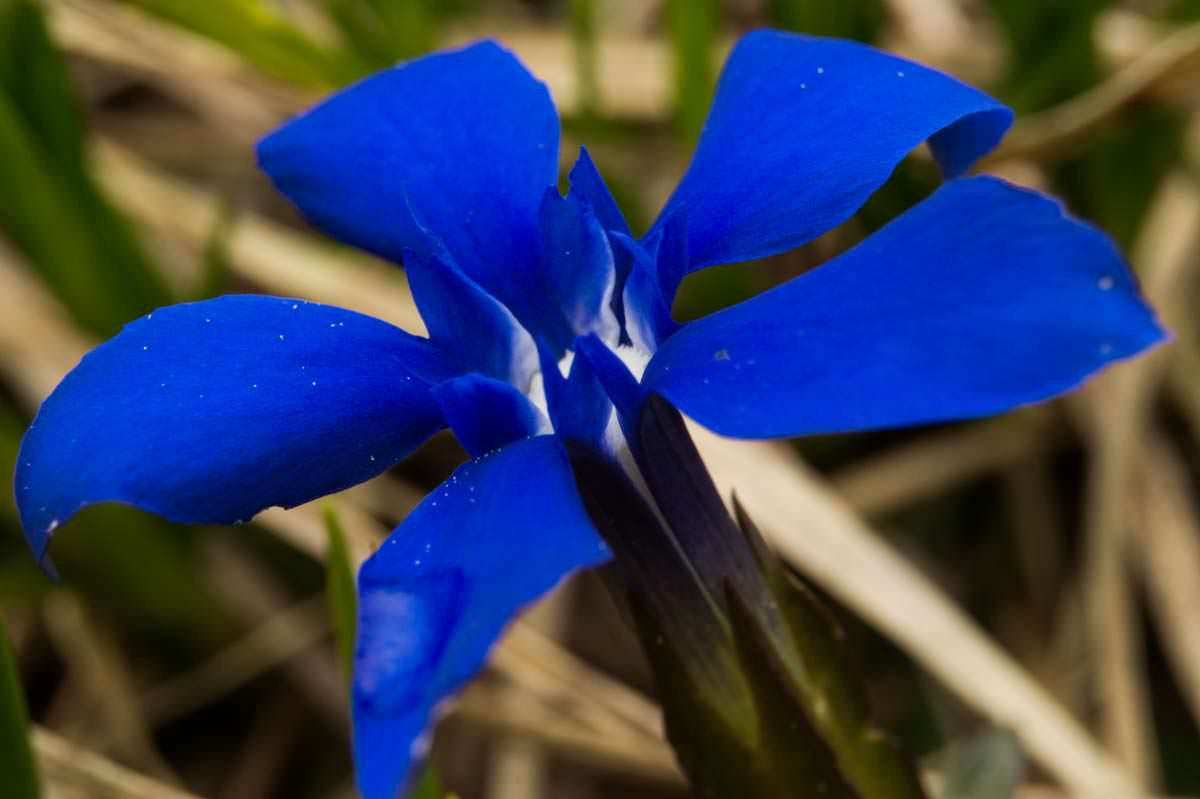 Blauer Enzian blüht am Tegelberg