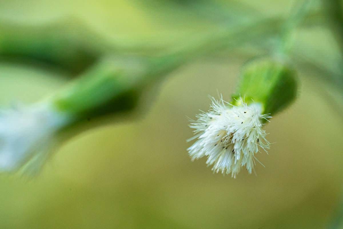 Frühlingsblume am Alpspitz