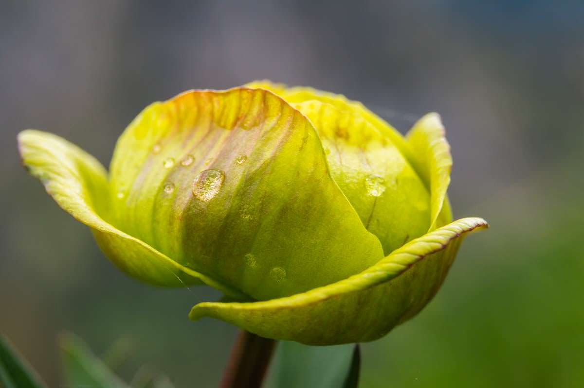 Trollblume und weitere Pflanzen wachsen an den Felswänden des Tegelbergs