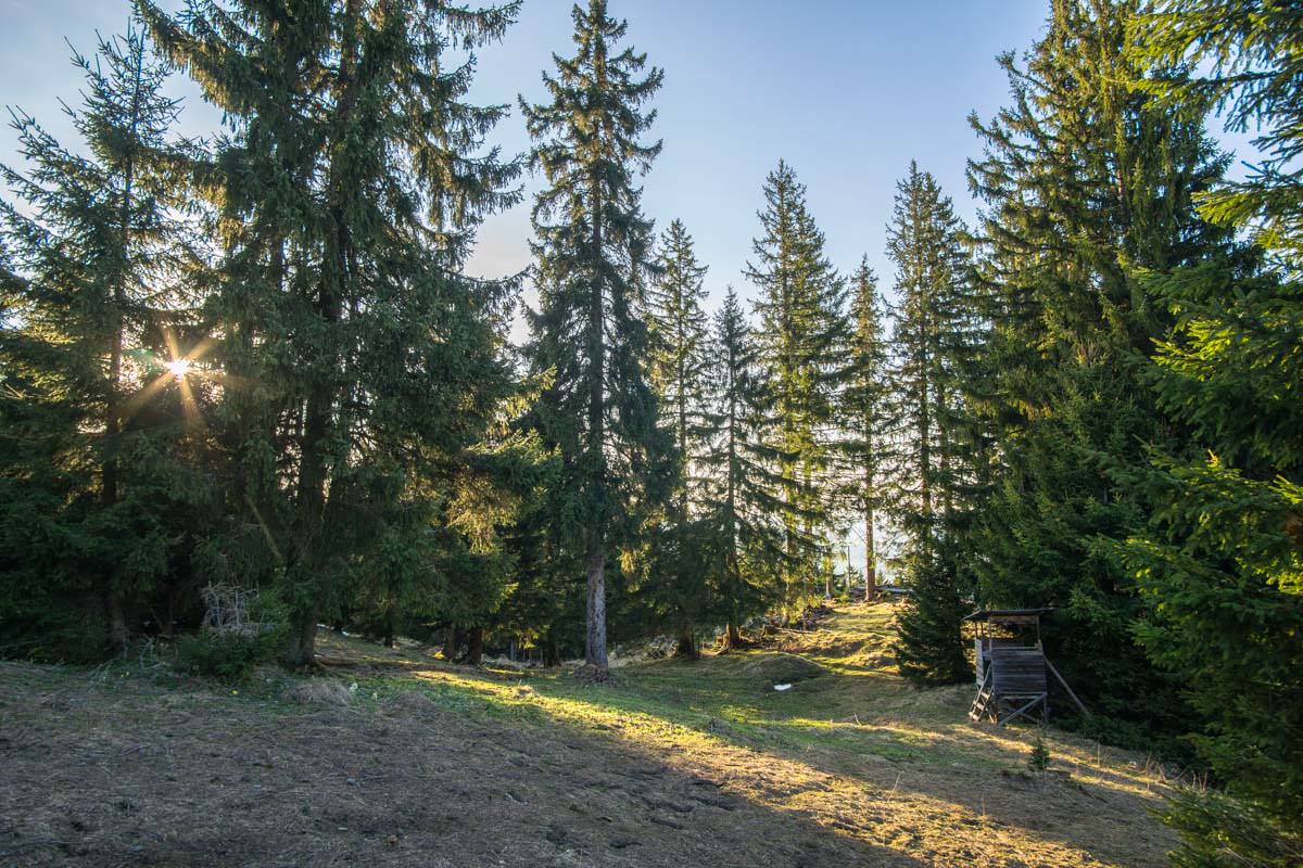 Jägerstuhl im Wald am Alpspitz