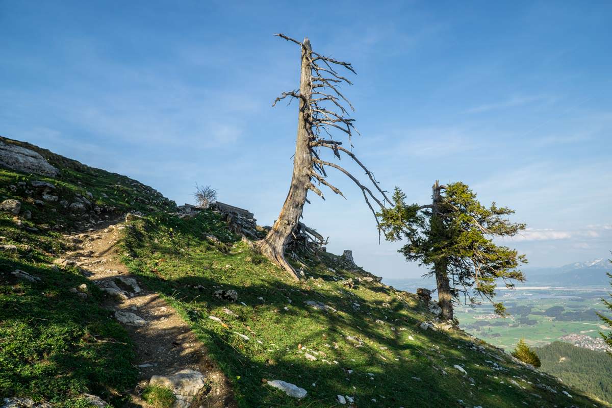 Knorriger Baum kurz vorm Gipfel des Alpspitz