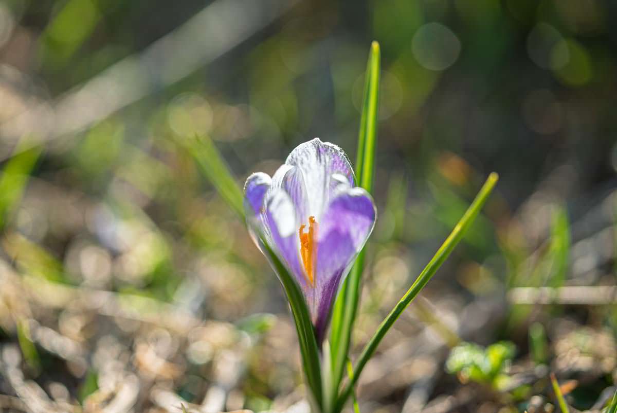 Frühling im Allgäu: ein Krokus am Alpspitz