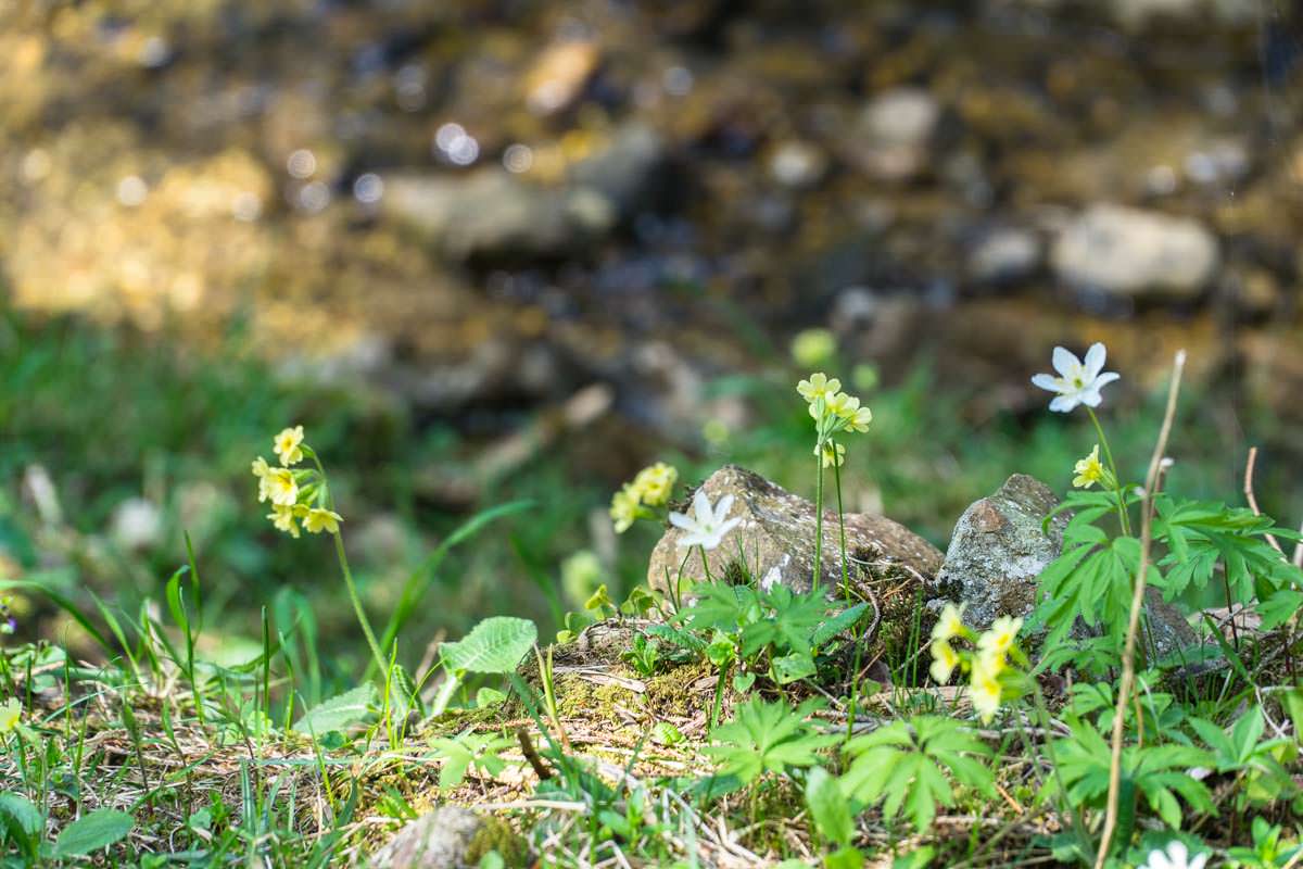 Auf unserer Wanderung zum Alpspitz sehen wir viele Schlüsselblumen