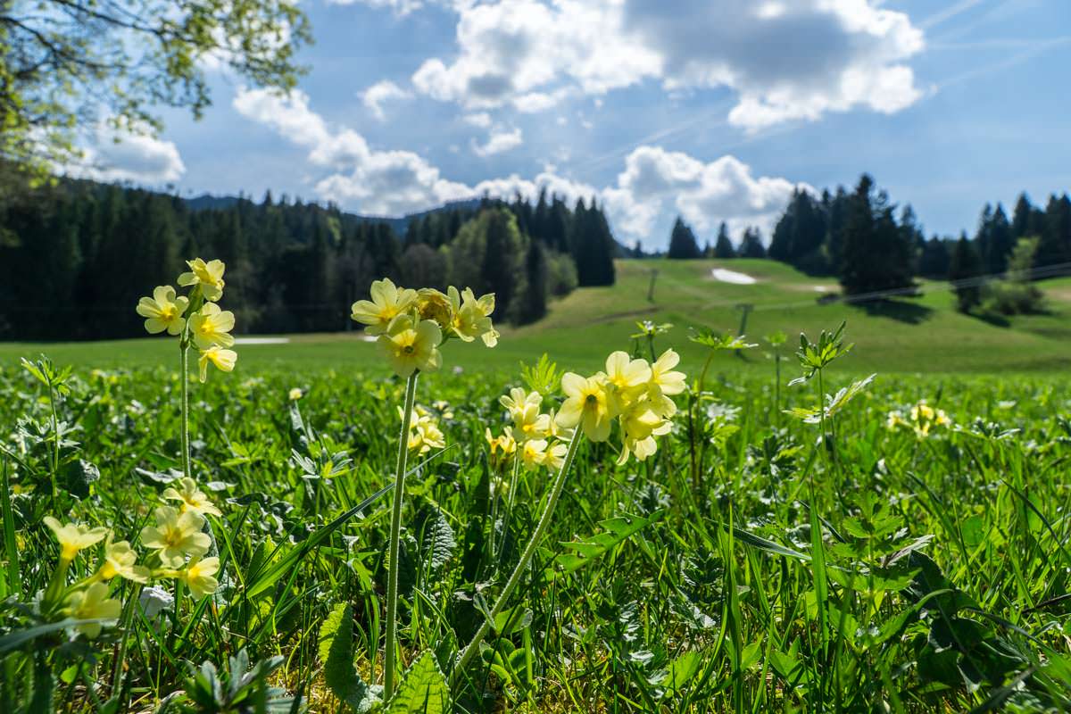 Ein Zeichen, dass Frühling ist: die Schlüsselblumen blühen am Alpspitz