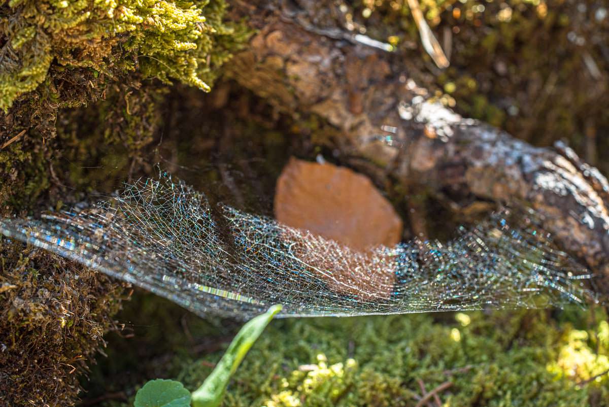 Auch Spinnennetze findet man im Wald am Wasserfallweg