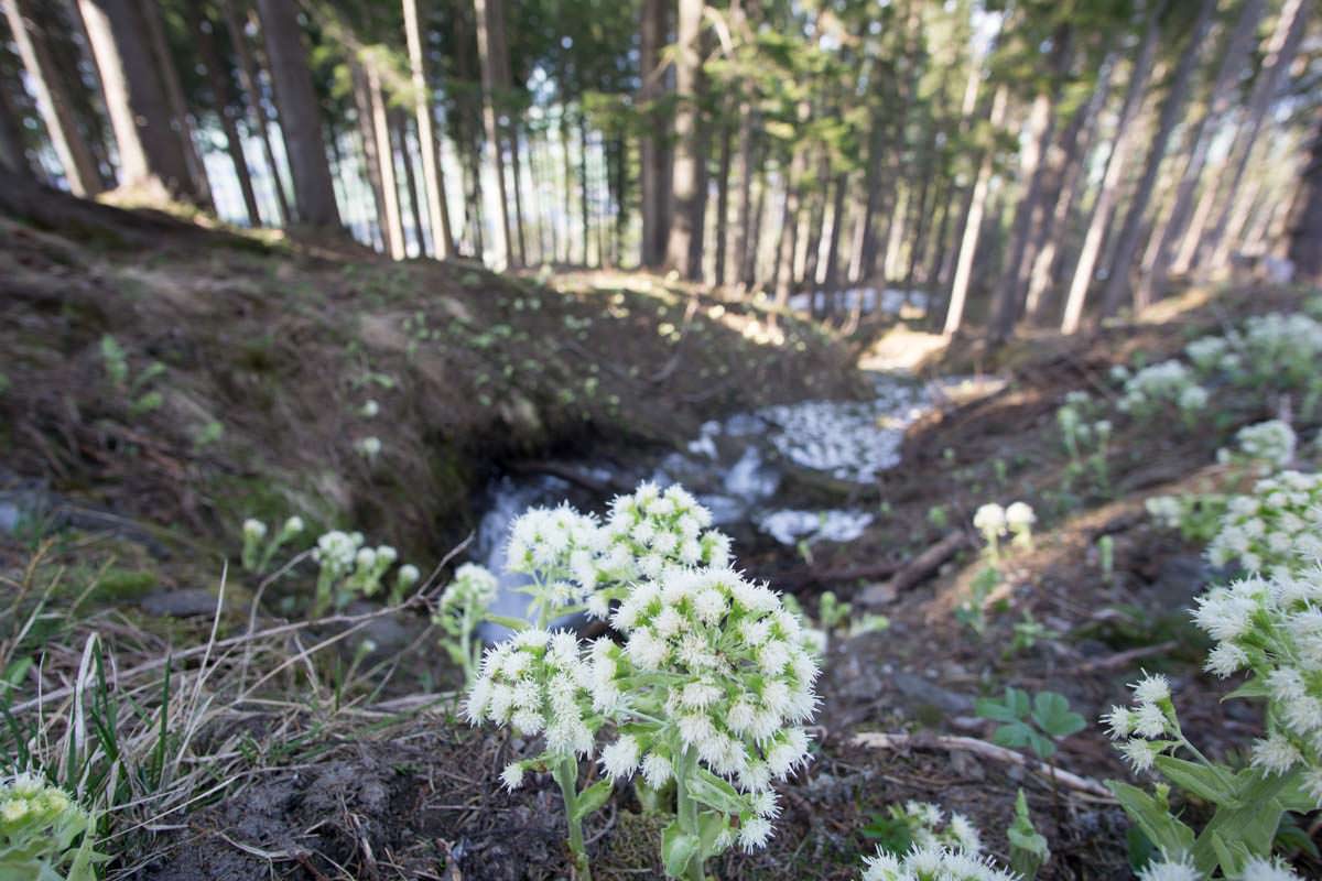 Auf der Wanderung zum Alpspitz passieren wir einen Wald