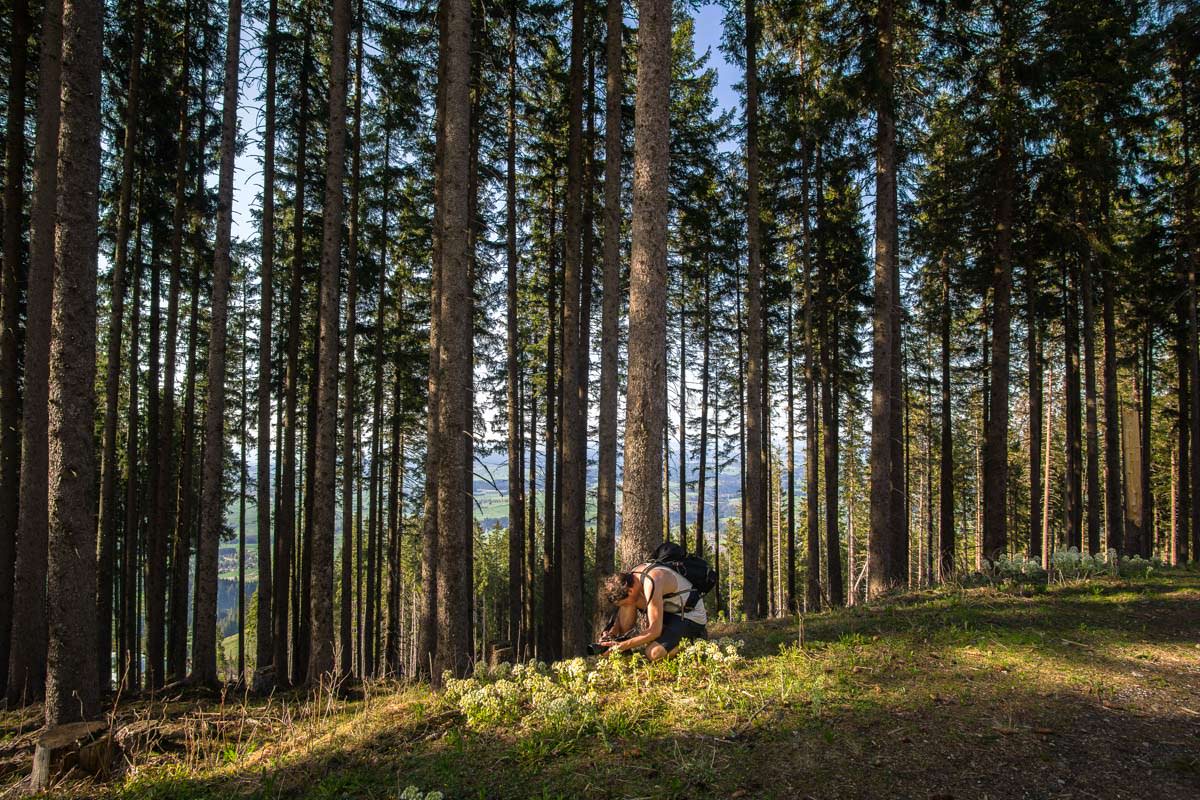 Sonnenstrahlen scheinen auf eine Waldlichtung