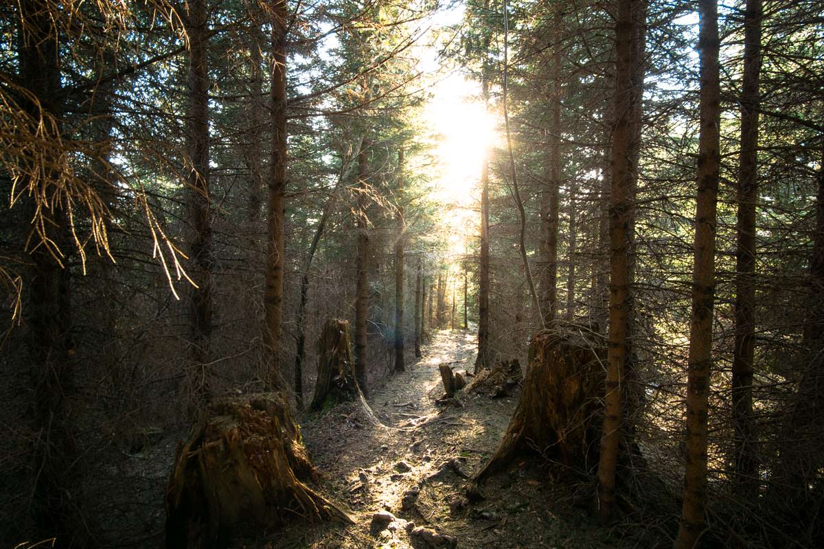 Waldlichtung im Allgäu