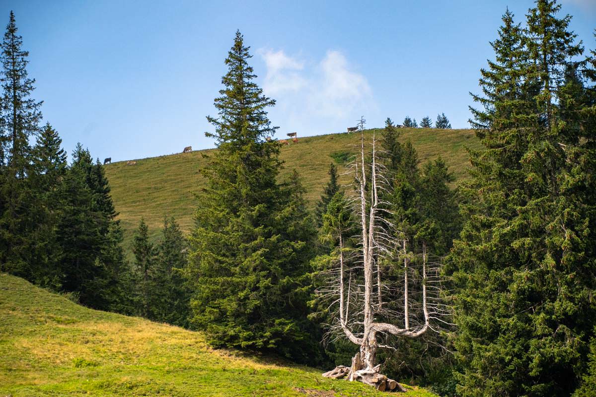 Alm bei Gunzesried im Allgäu