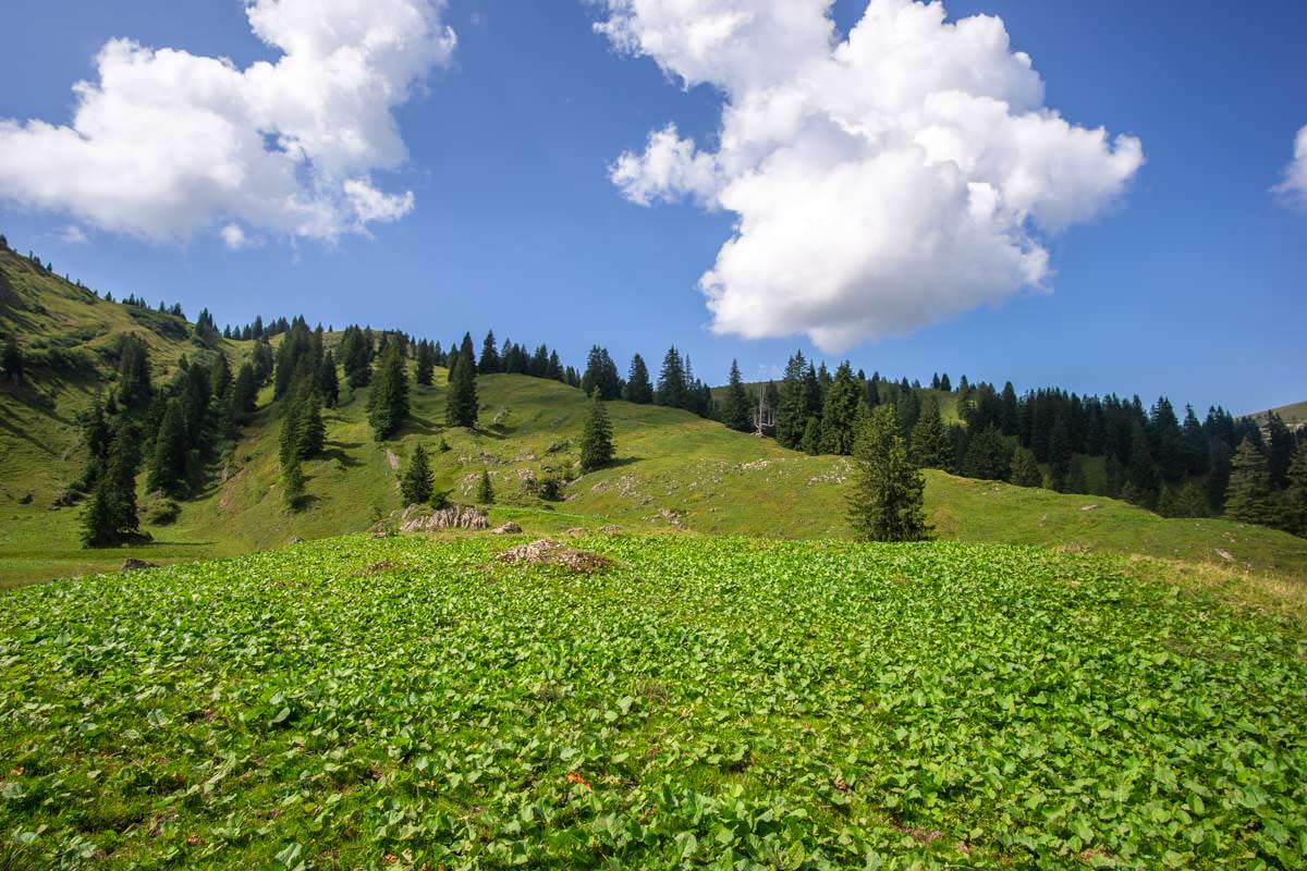 Hochstaudenfluren im Naturpark Nagelfluhkette