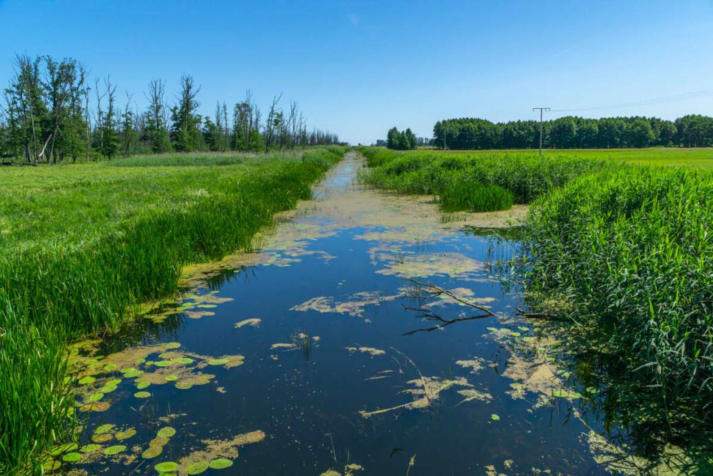 Wanderung durch den Anklamer Stadtbruch | Travel more - Babble less