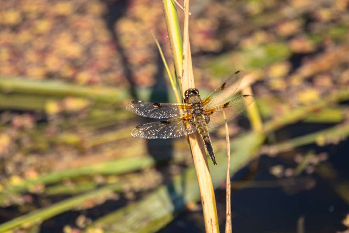 Vierfleck Libelle