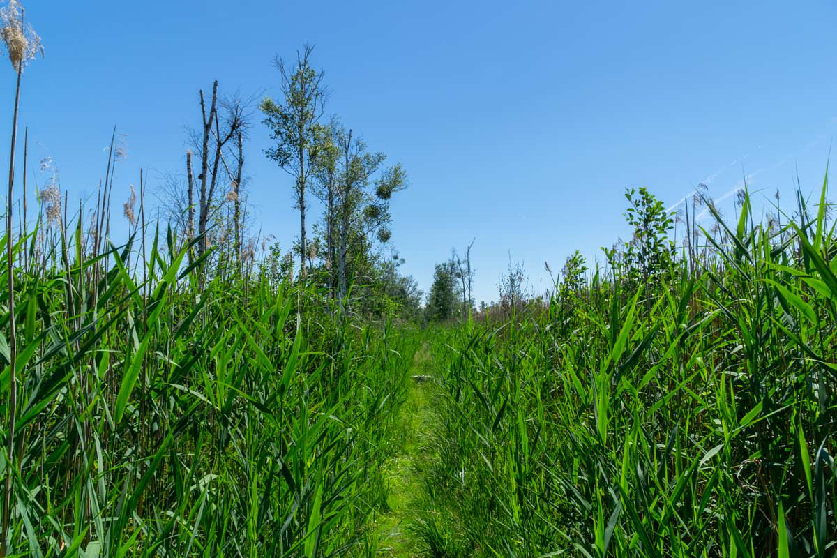 Wanderung durch das Schilf im Anklamer Stadtbruch