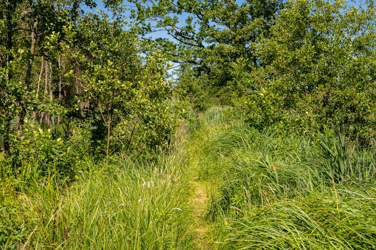 Die Wanderwege im Anklamer Stadtbruch sind zum Teil zugewachsen