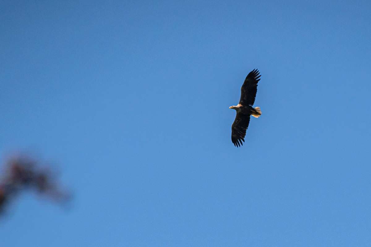 Weißkopfseeadler im Anklamer Stadtbruch