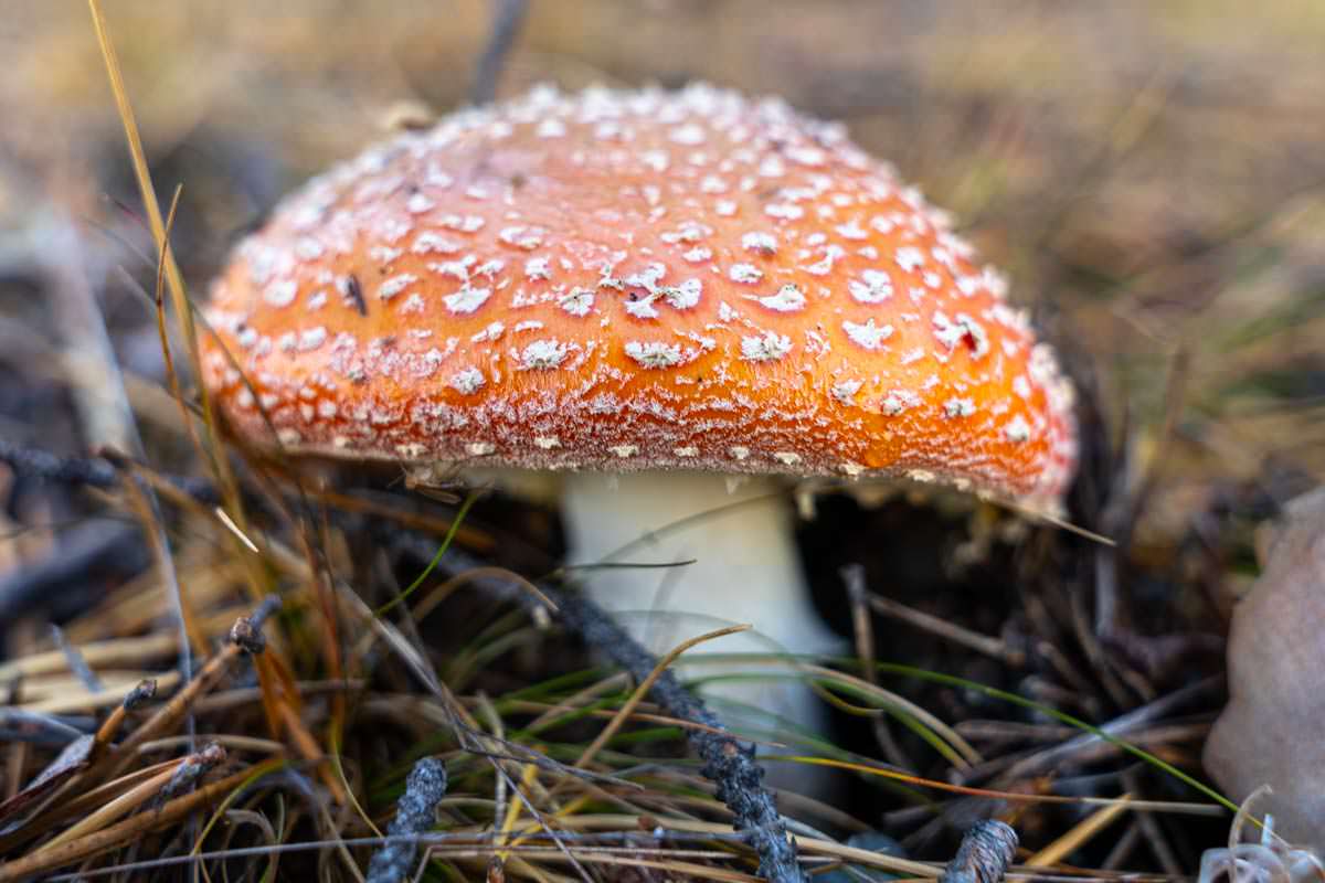 Fliegenpilz im herbstlichen Lappland