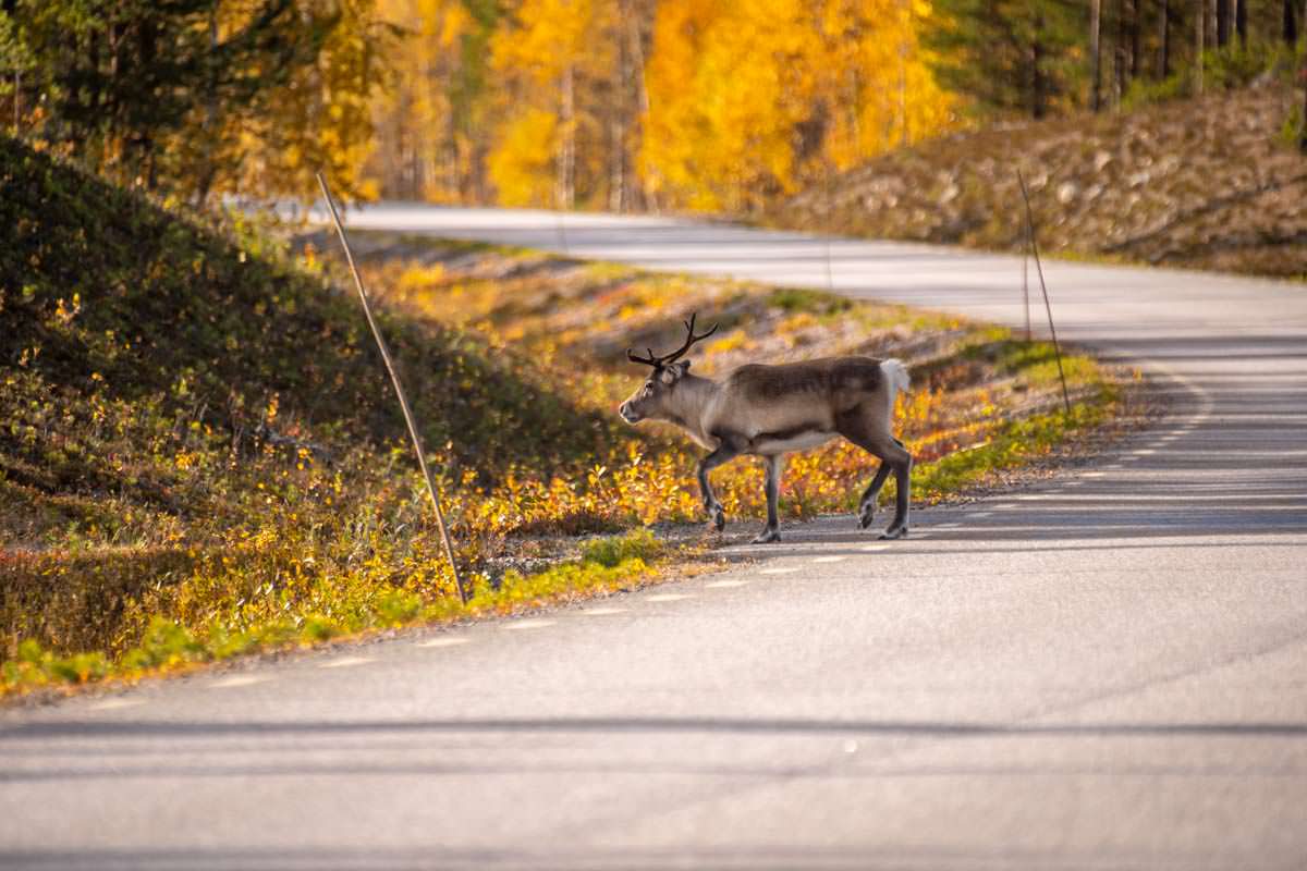 Rentier überquert die 805 Straße von Jokkmokk nach Årrenjarka