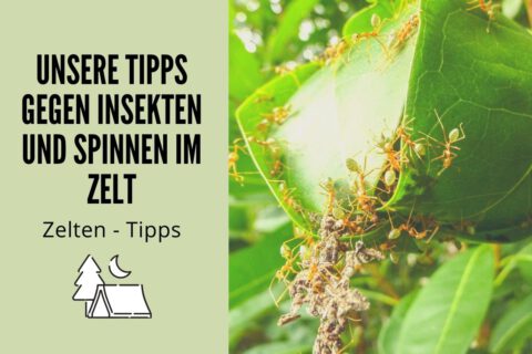 Zelten: Unsere Tipps gegen Insekten und Spinnen im Zelt