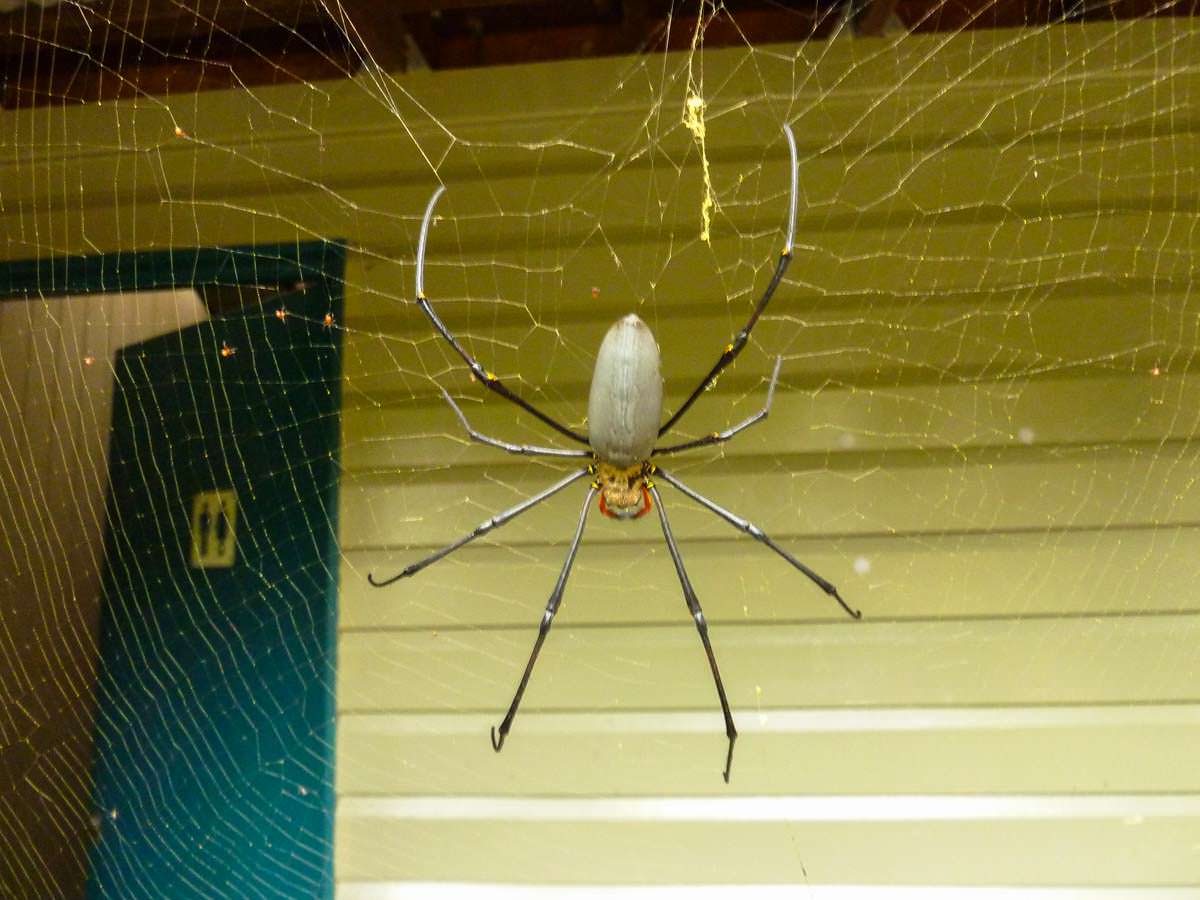 Spinne vor Waschhaus auf einem australischen Campingplatz