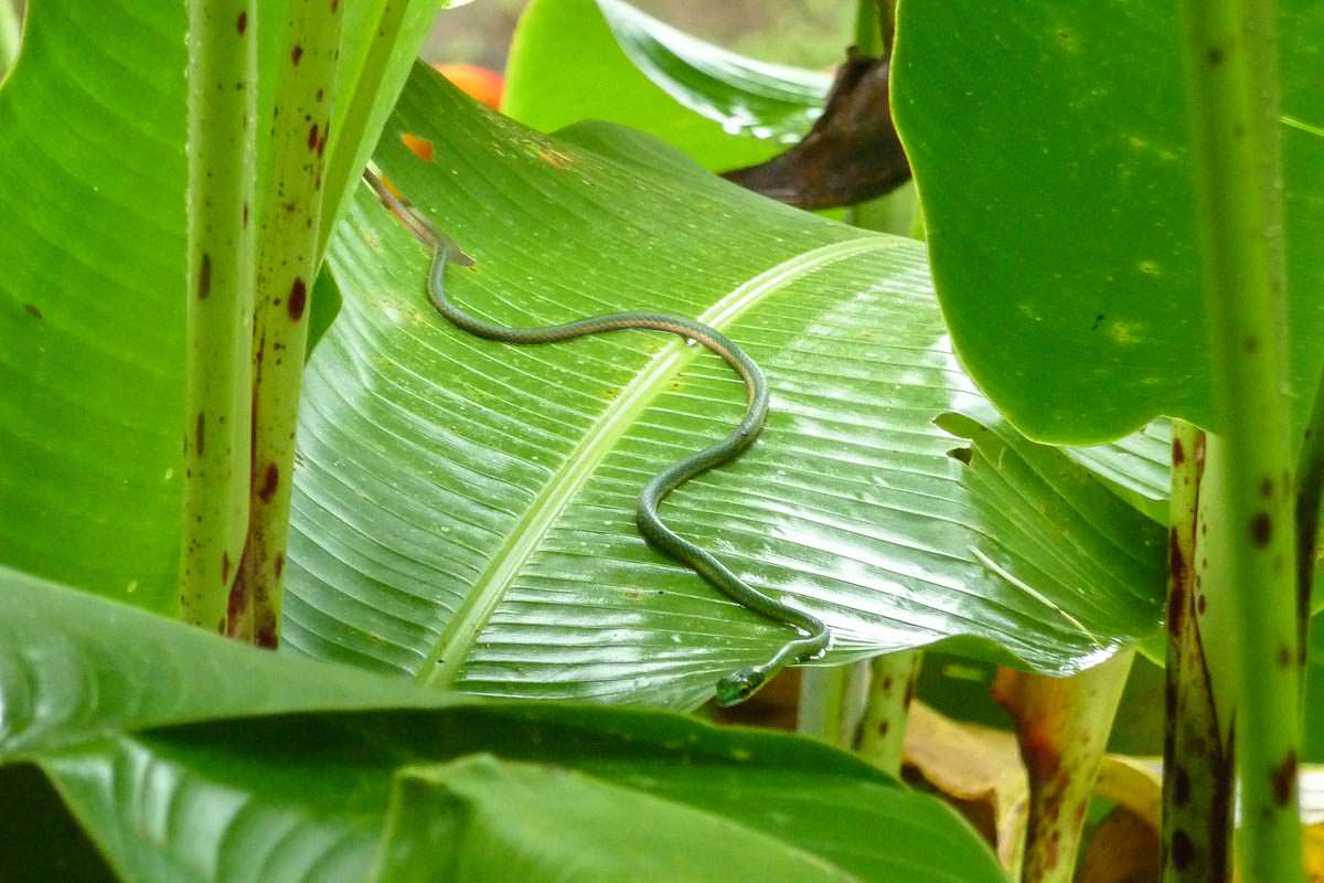 Auch kleine Schlangen verstecken sich hin und wieder gerne mal unter der Apside