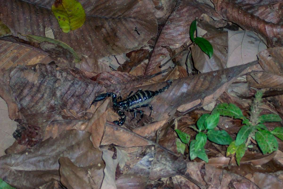 Skorpion im Khao Sok Nationalpark in Thailand