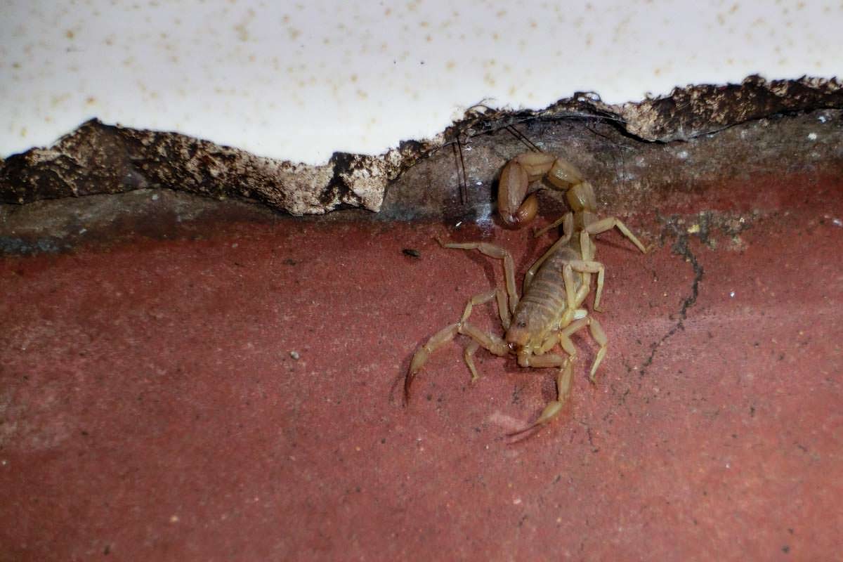 Skorpion in einem Waschhaus in Utah beim Camping