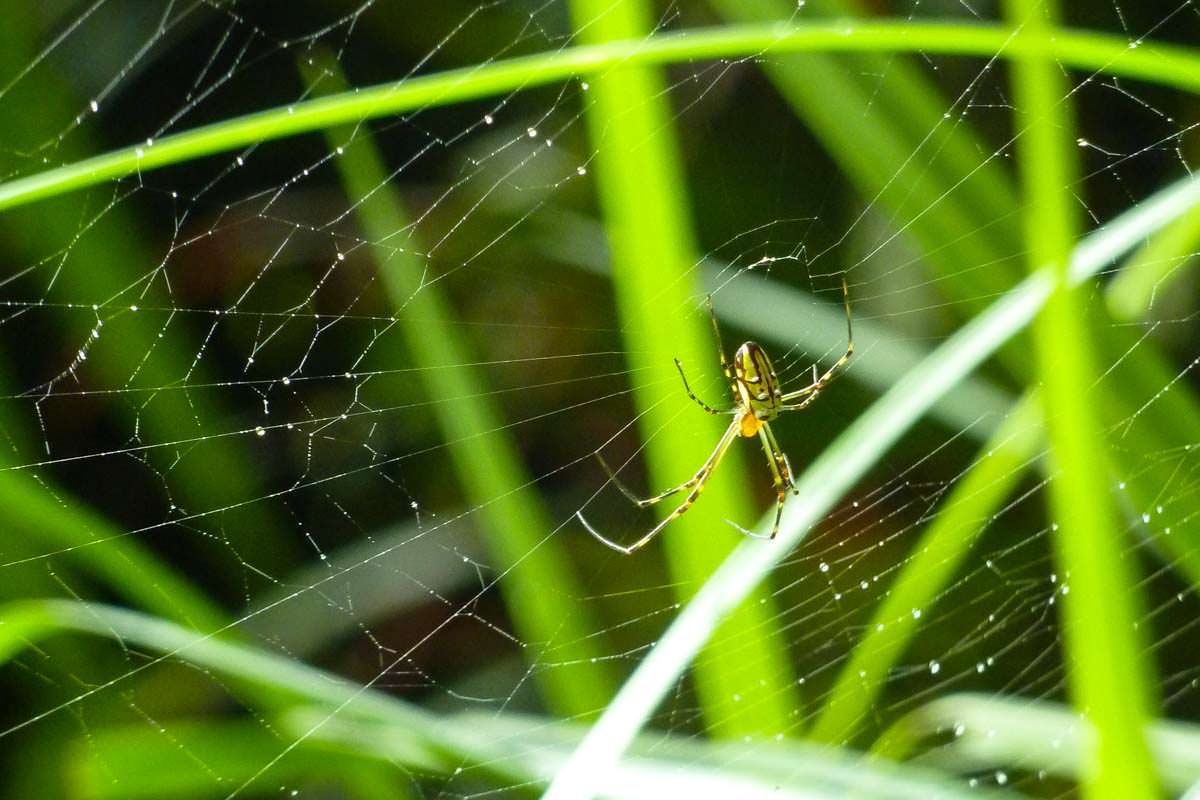 Spinne in Australien