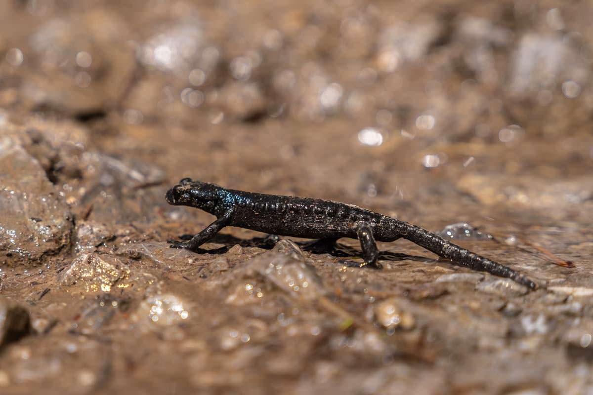 Alpensalamander im Allgäu