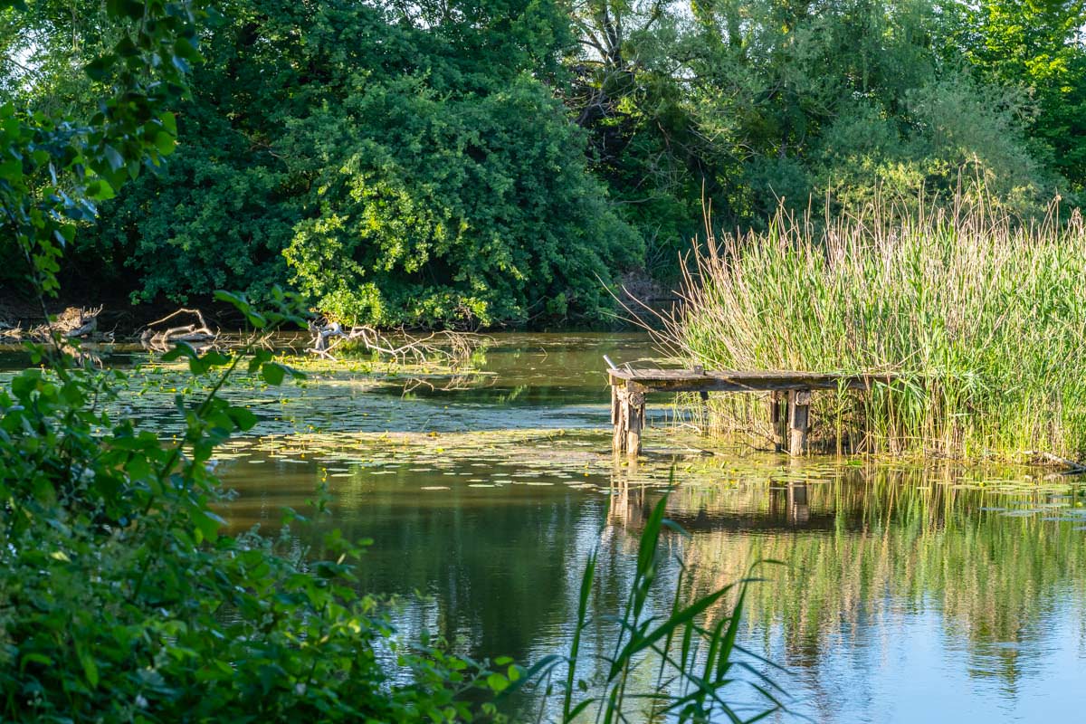 Altwasser der Schussen im Eriskicher Ried