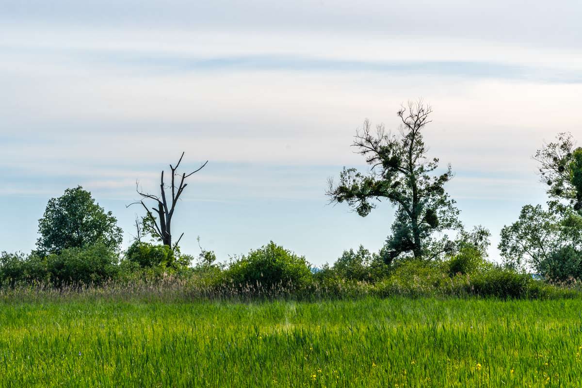 Die Bäume im Eriskircher Ried sitzen voll mit Misteln