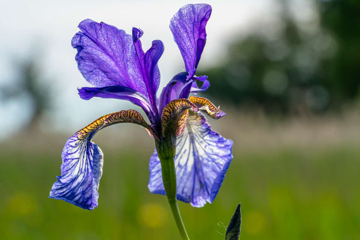 Sibirische Schwertlilie im Eriskircher Ried