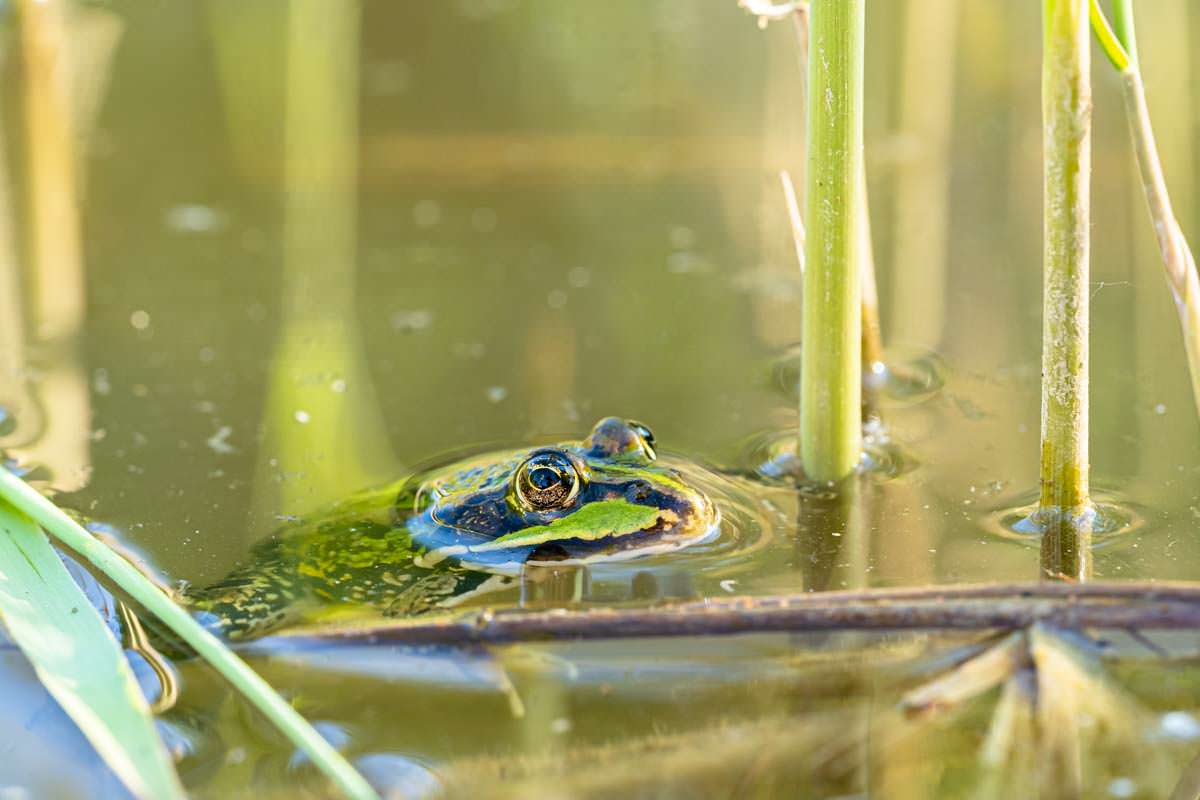 Laubfrosch im Biotop-Teich