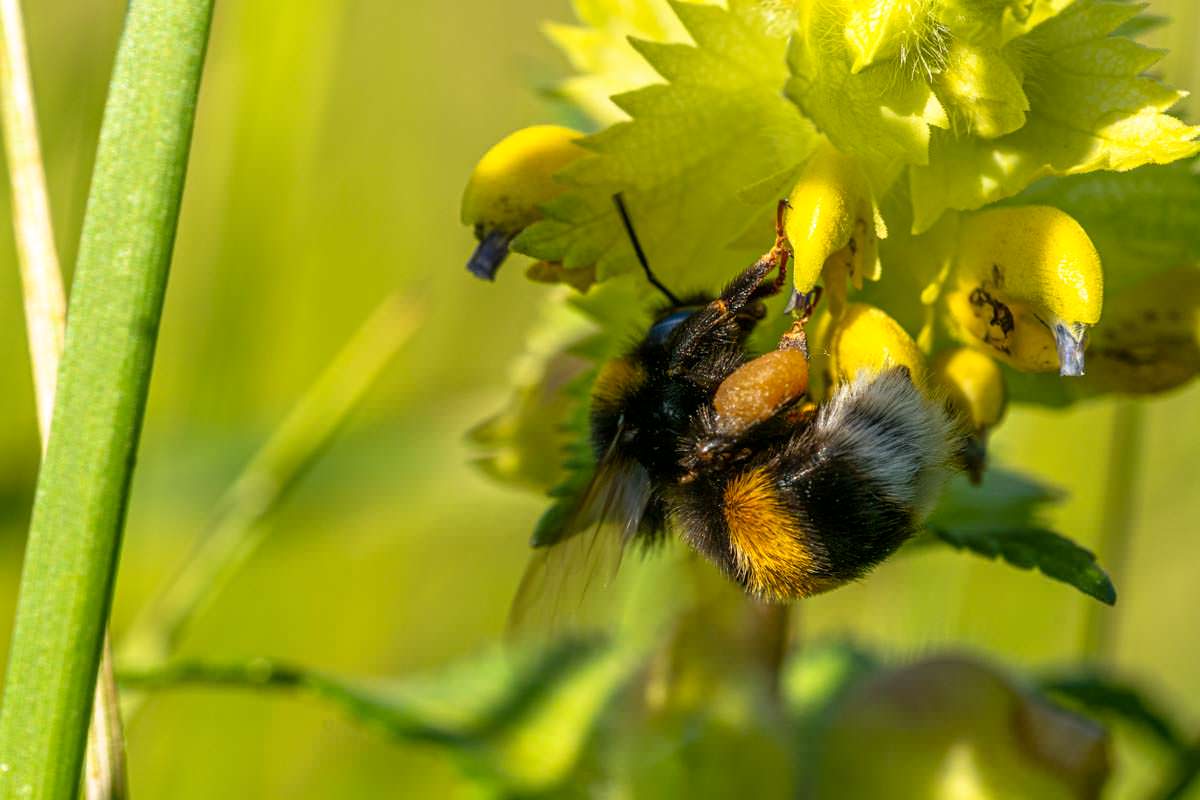 Hummel mit Pollentaschen im Eriskircher Ried