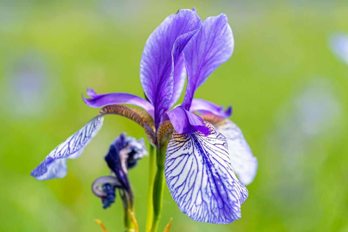 Irisblüte im Eriskircher Ried am Bodensee