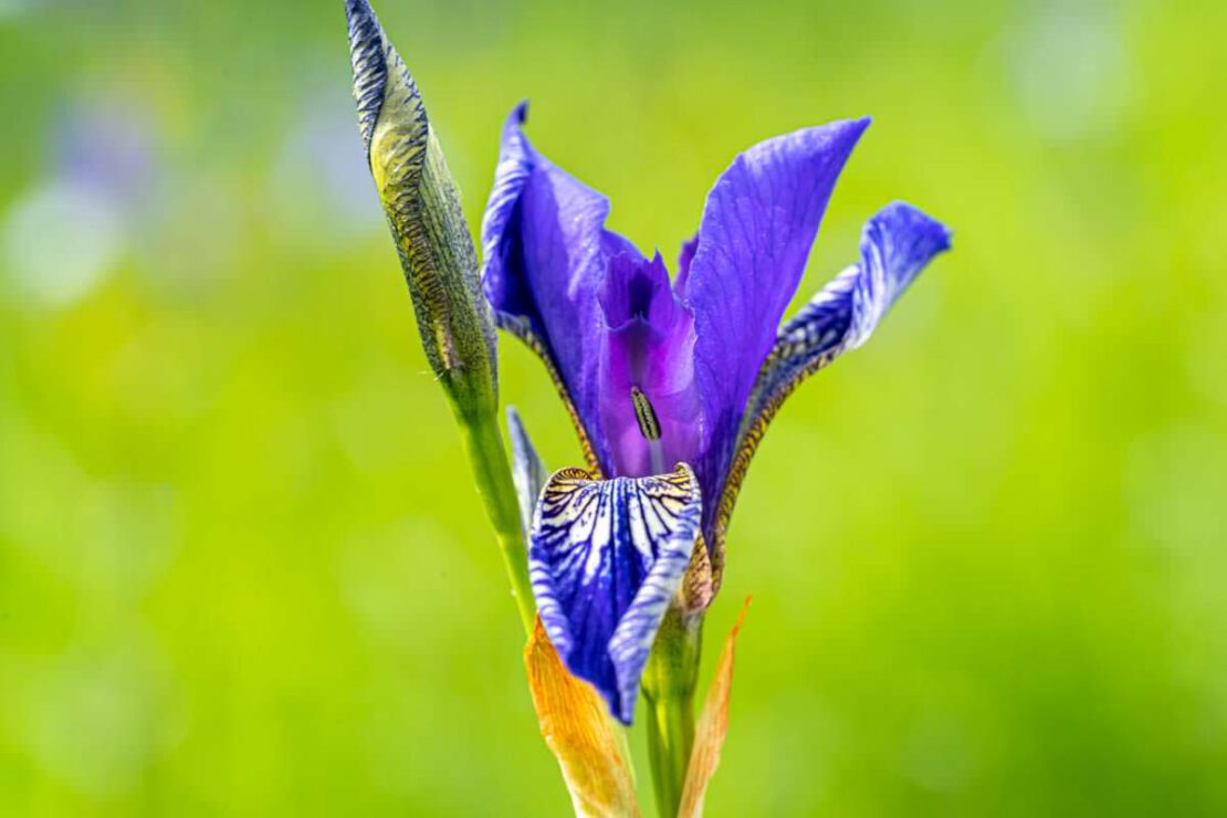 Irisblüte im Eriskircher Ried