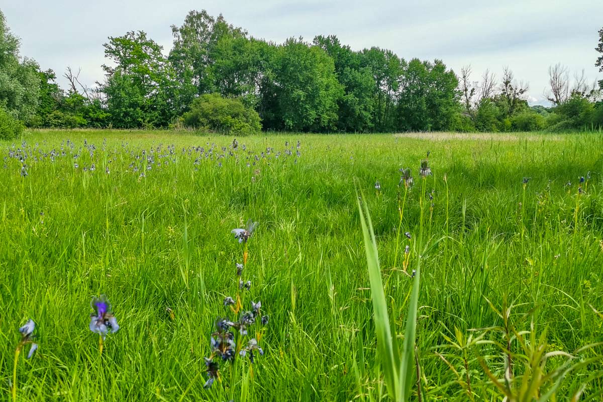 Die Irisblüte im Eriskircher Ried