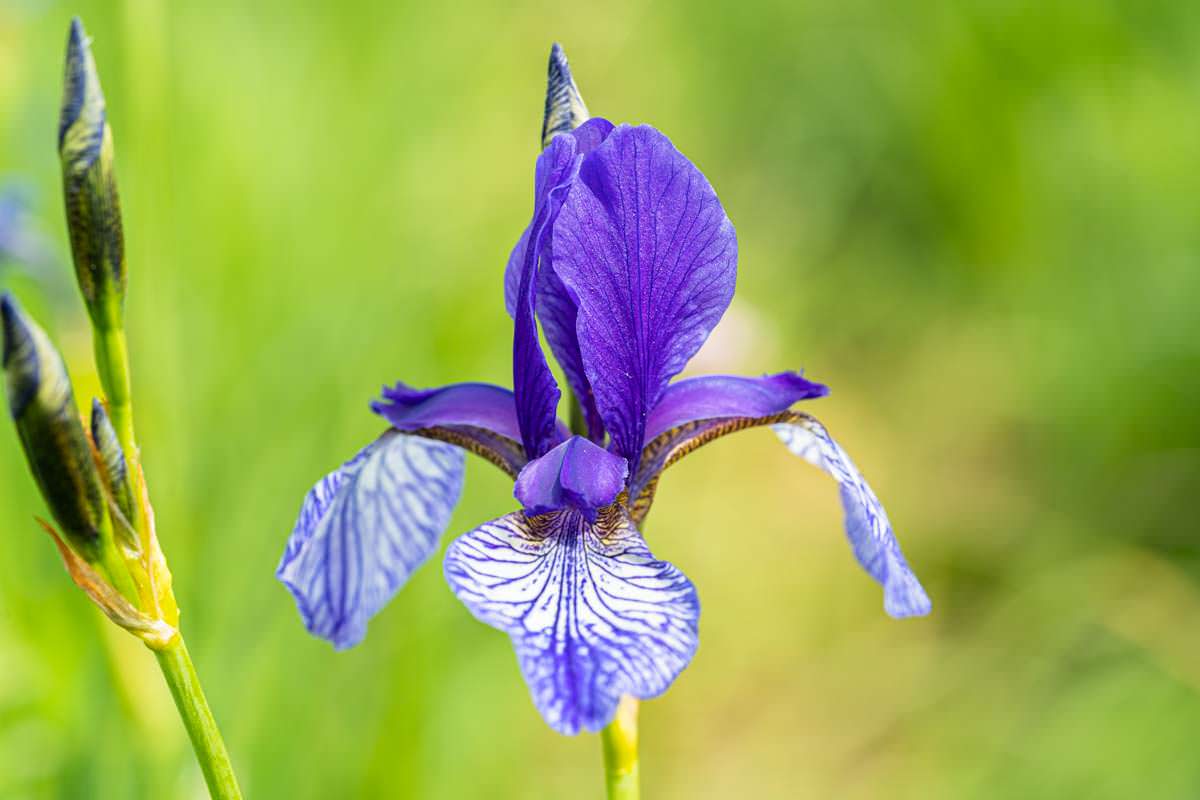 Irisblüte im Eriskircher Ried am Bodensee