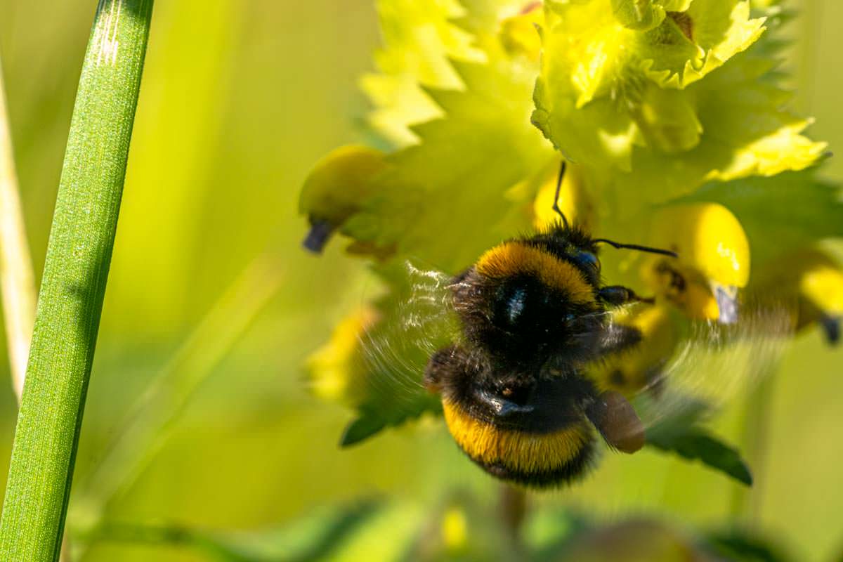 Hummel im Eriskircher Ried